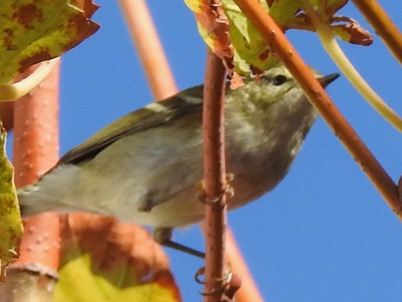 DSCN1520.jpg