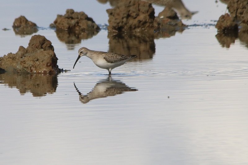 2019 10 21 Réserve ornithologique du Teich (117) - Copie.JPG