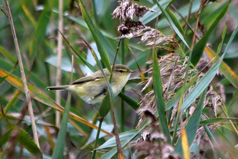 2019 10 21 Réserve ornithologique du Teich (274) - Copie.JPG