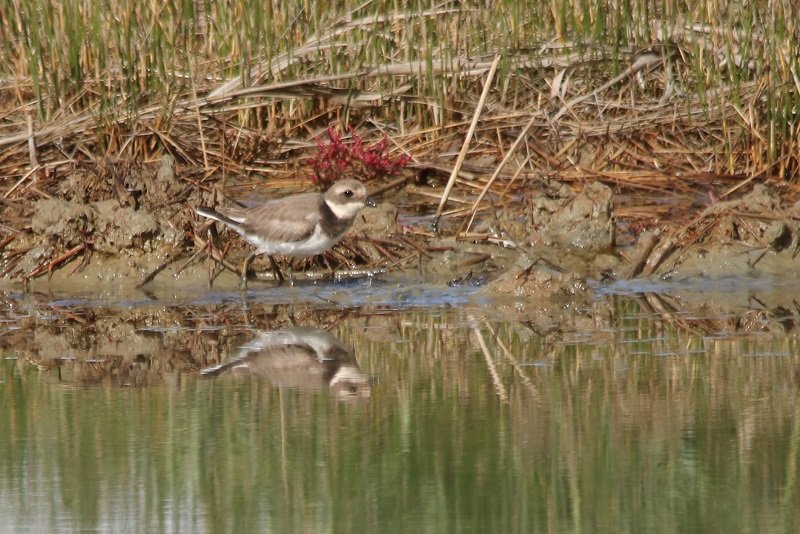 2019 10 21 Réserve ornithologique du Teich (141) - Copie.JPG