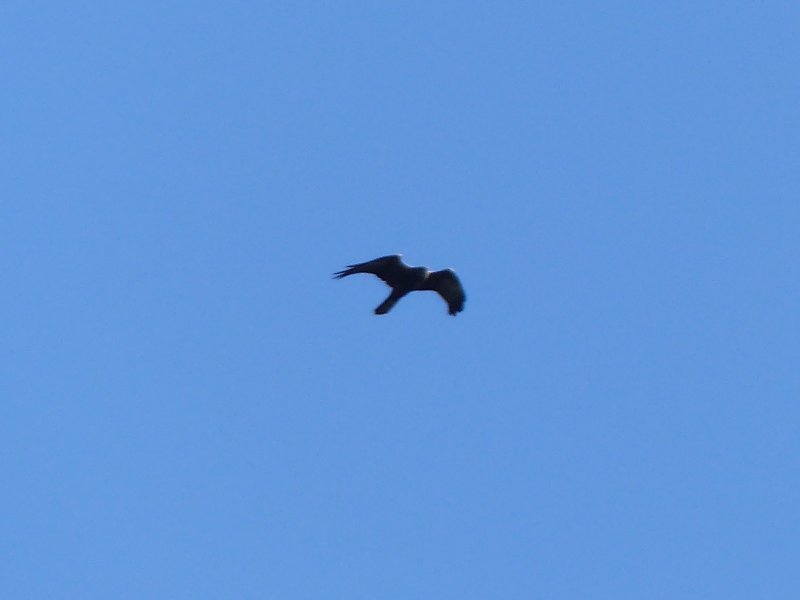 Milan noir 21 (4).JPG