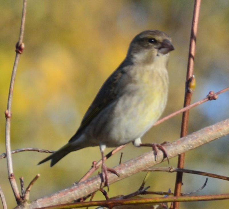 oiseau inconnu.jpg