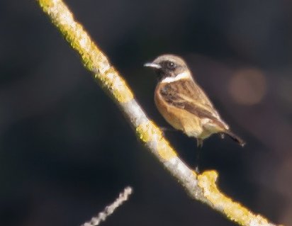 IMG_60755_RAW.jpg