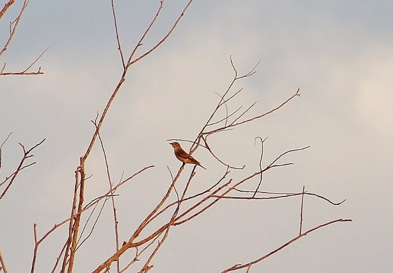 Pasargades - Oiseaux (1) - Copie.JPG