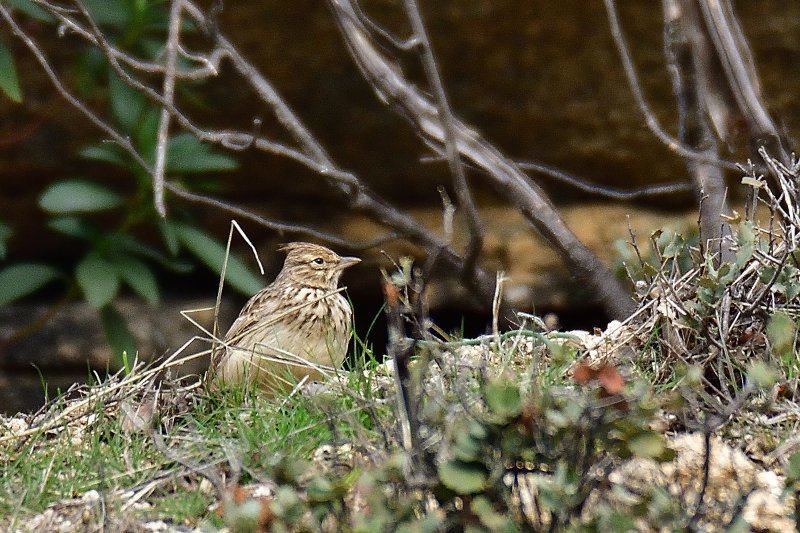 Cochevis 9965.jpg