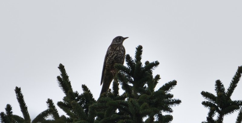 DSC_6270_00001.jpg