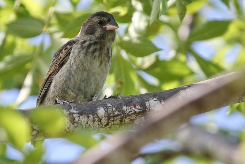 Eliane Bernard Finch Isabela Nord forêt.jpg