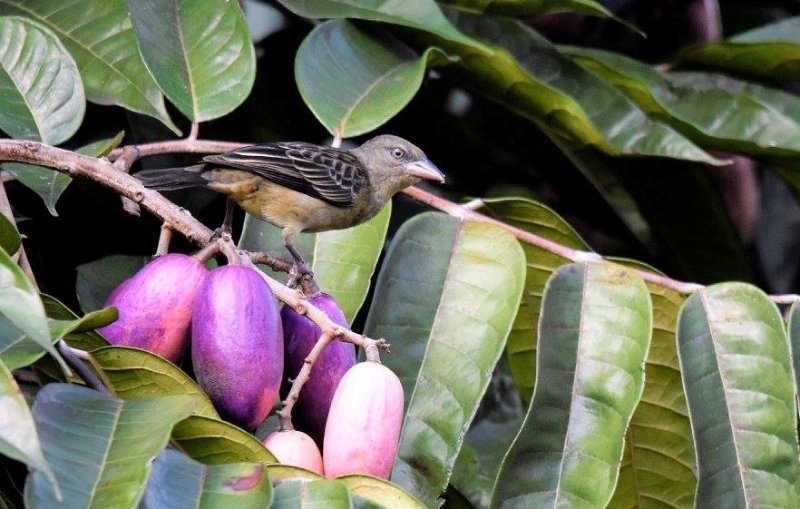 Oiseau inconnu.jpg