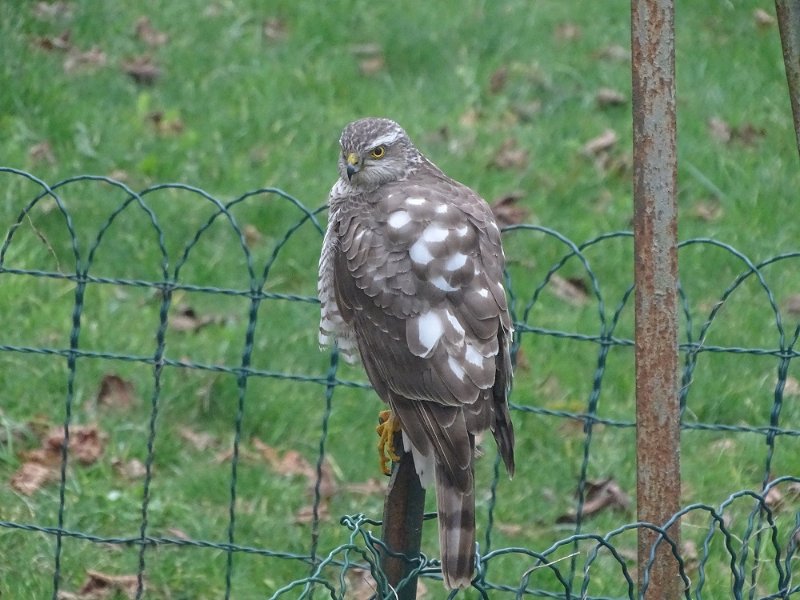 oiseau.jpg