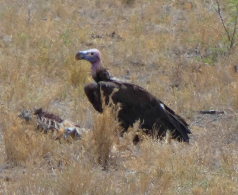 oiseau11.JPG