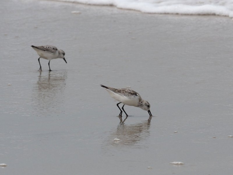 sanderling.jpg