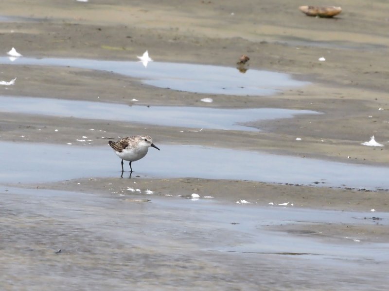 sanderling.jpg