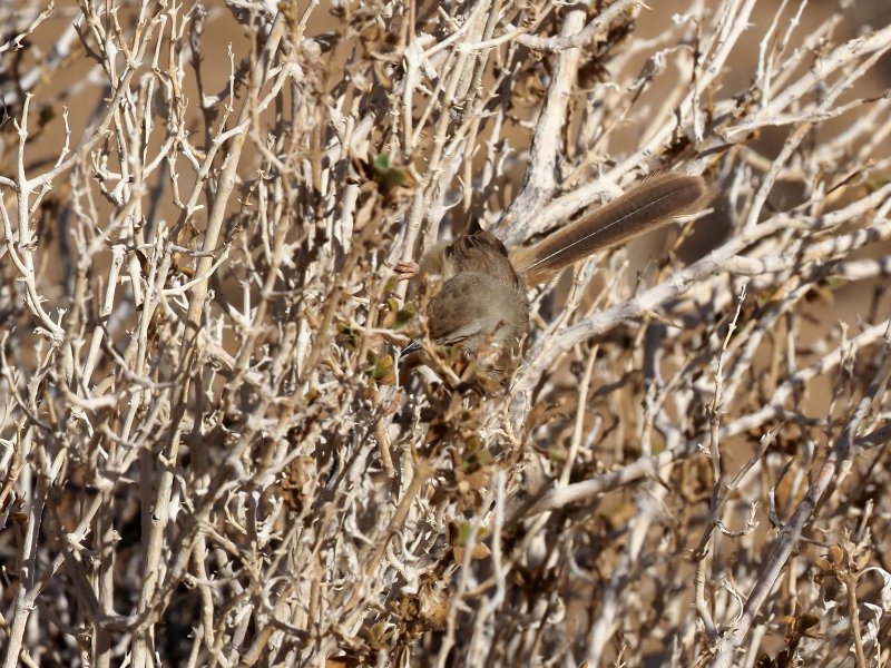 cisticole-à-dos-gris-3.jpg