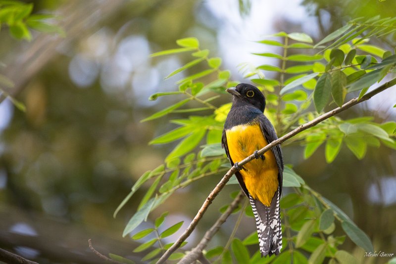 Trogon (Guatemala)-2.jpg