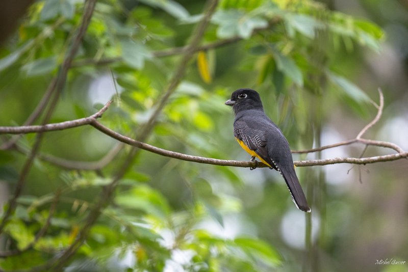 Trogon (Guatemala).jpg