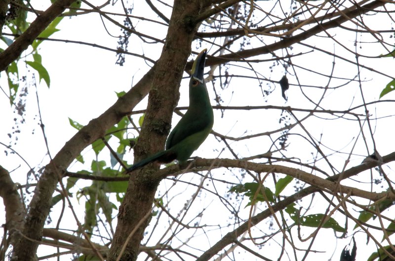 3X1A3937 Toucanet des Andes.-.jpg
