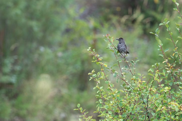 DSC_6727 copie.jpg