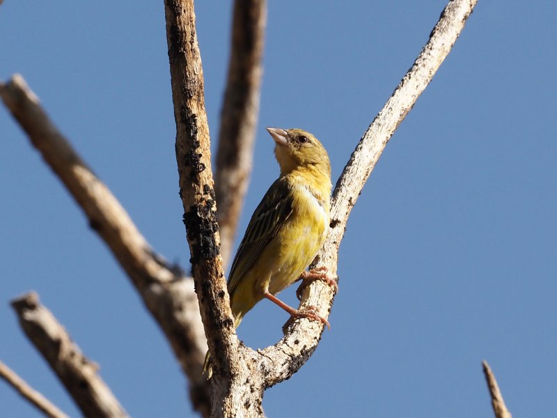 serin-mâle.jpg