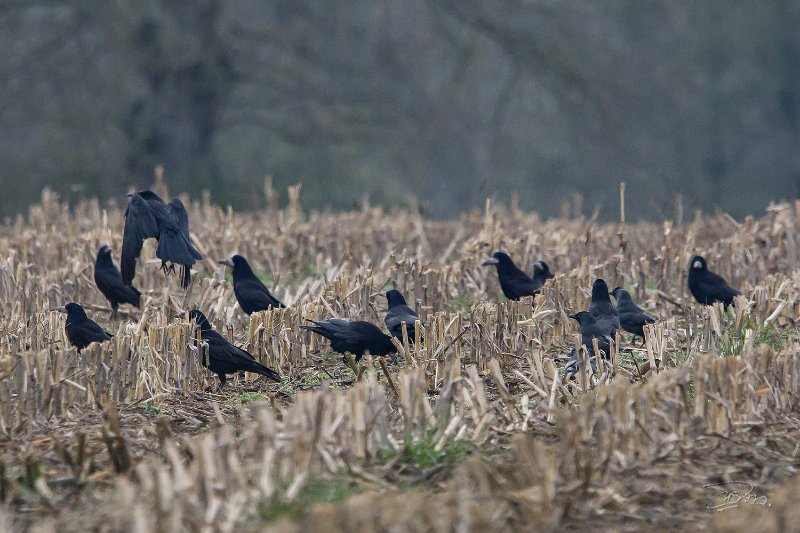 Corvidés_3371.JPG