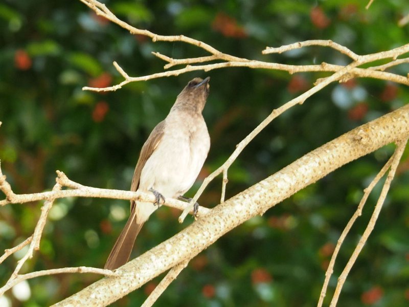 Bulbul-Guinée.jpg