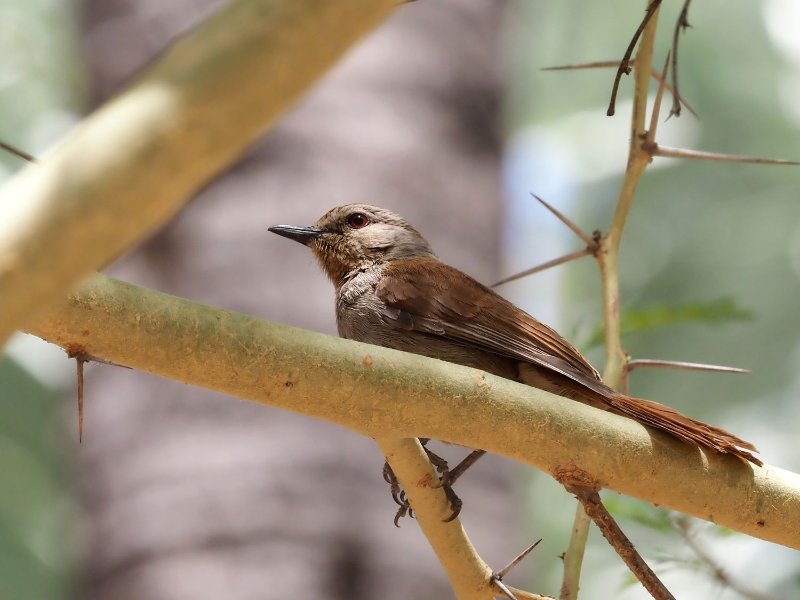 Prinia.jpg