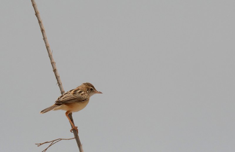 Oiseaux Sénégal Juillet (751)AMBCSUMAM.jpg