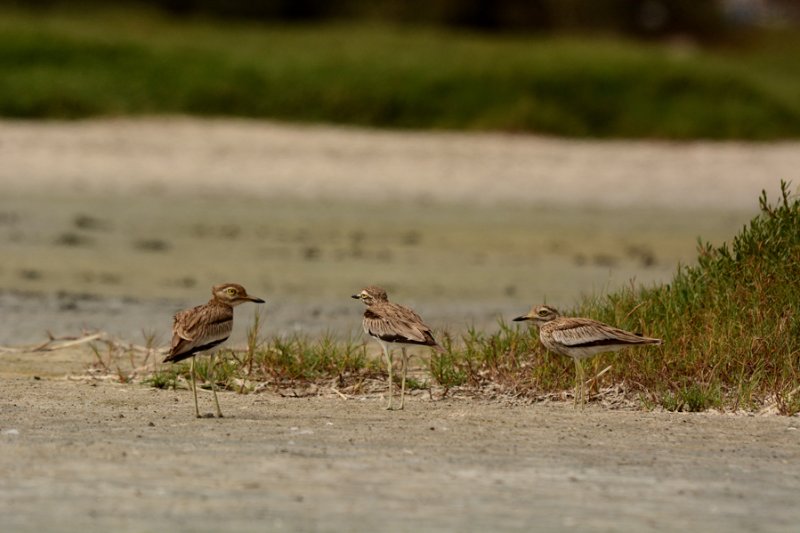 Oiseaux Sénégal Juillet (612)BCSSUM.jpg