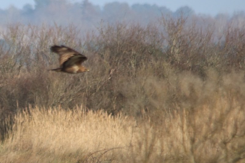 2020 02 12 Réserve ornithologique du Teich (77) - Copie.JPG