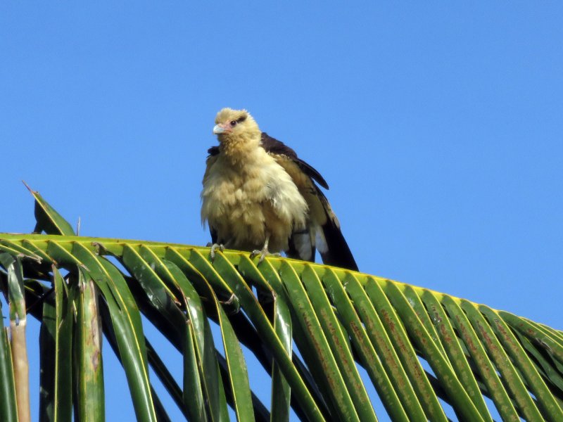 caracara à tête jaune  IMG_1049  .jpg