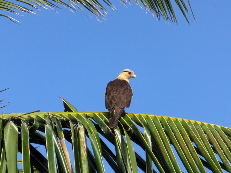 caracara à tête jaune  IMG_1069  .jpg