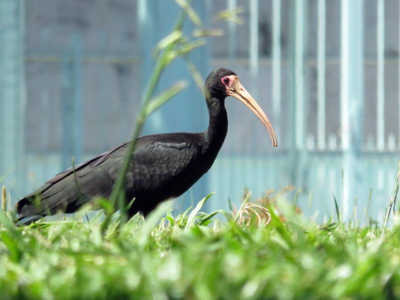 ibis à queue pointue  IMG_1437.jpg