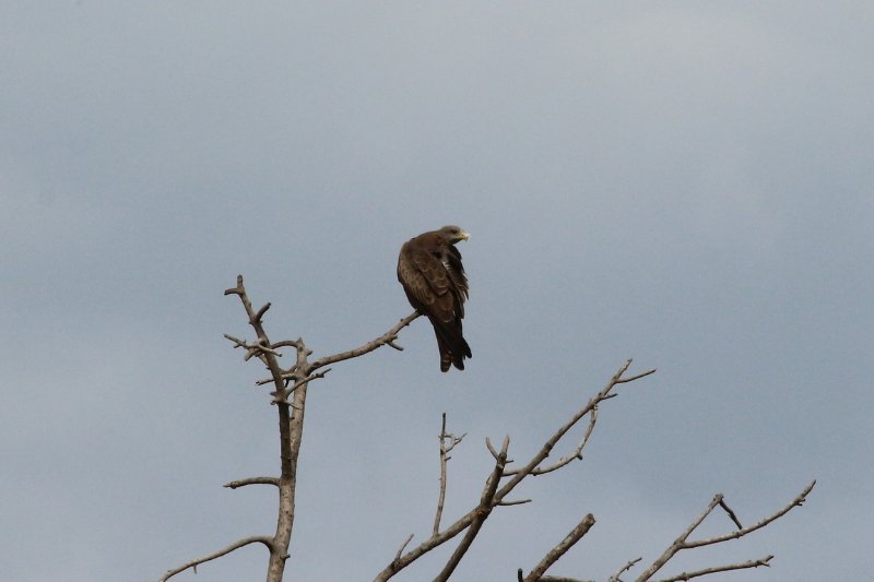 Rapace - Mwanza - Tanzanie - Février 2020 (991) (Copier).JPG