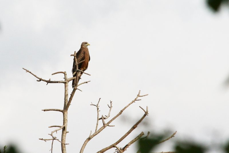 Rapace - Mwanza - Tanzanie - Février 2020 (969) (Copier).JPG
