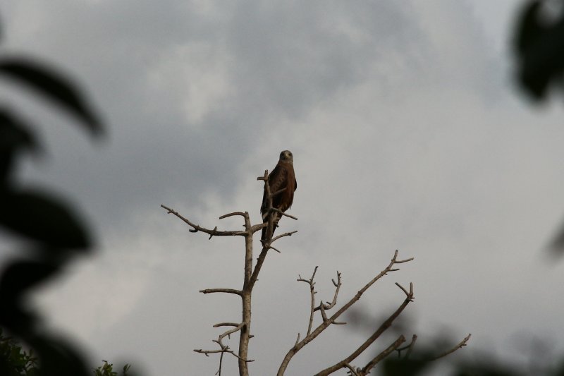 Rapace - Mwanza - Tanzanie - Février 2020 (971) (Copier).JPG