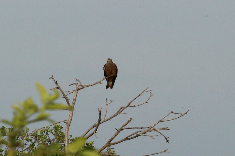 Rapace - Mwanza - Tanzanie - Février 2020 (975) (Copier).JPG