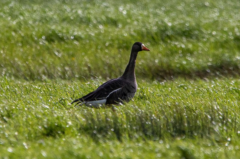 Oie du Groenland_5193.JPG