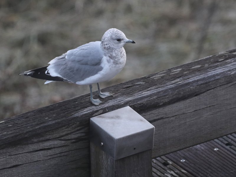 GoelandCendre_StValerySurSomme_20191130_9650.jpg