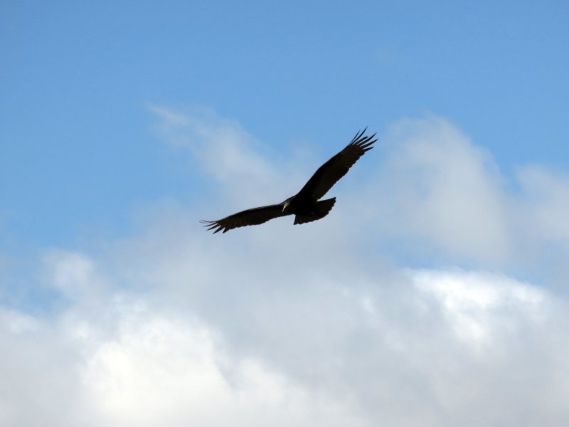 b IMG_2630.jpg