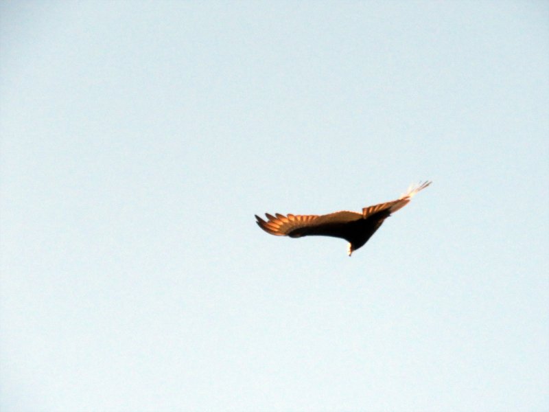 b IMG_2633.jpg
