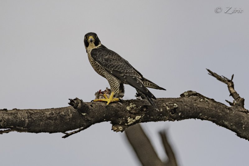 Faucon taita-1.jpg
