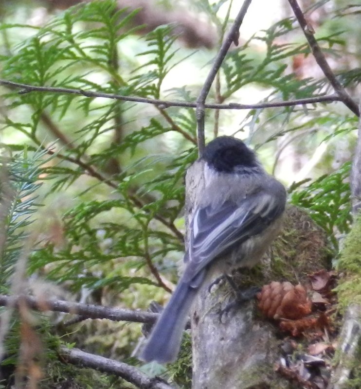 mésange noire.jpg