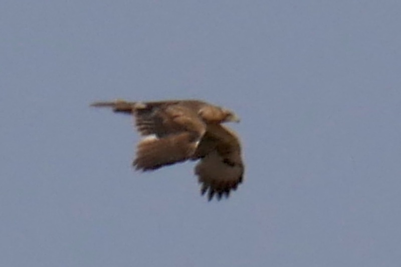 IMG_4015.JPG