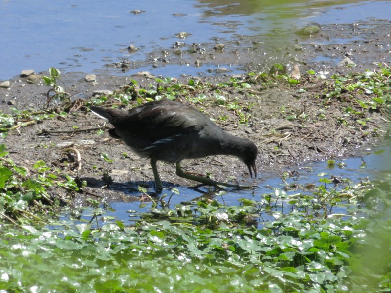 Gallinule d'Amérique  IMG_1409.jpg