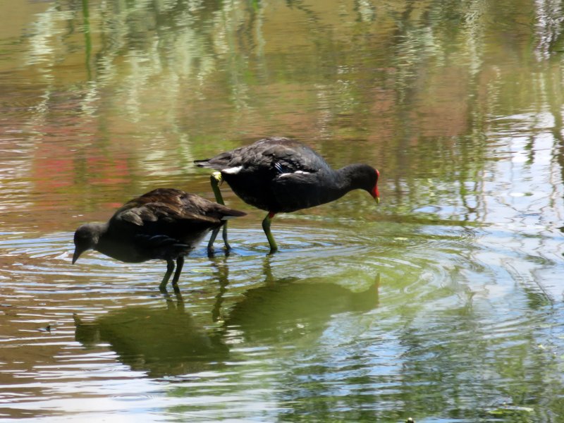 Gallinule d'Amériqu IMG_1415.jpg