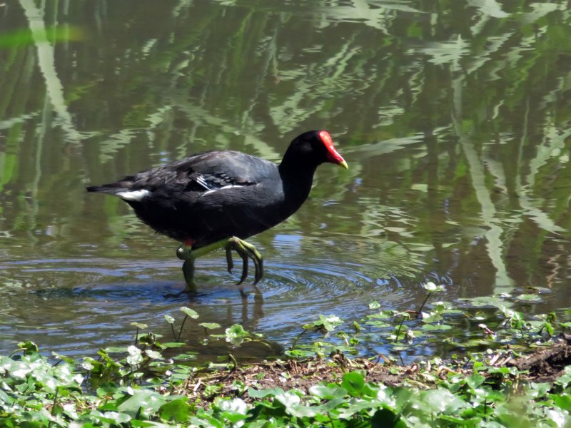 Gallinule d'Amérique IMG_1412.jpg