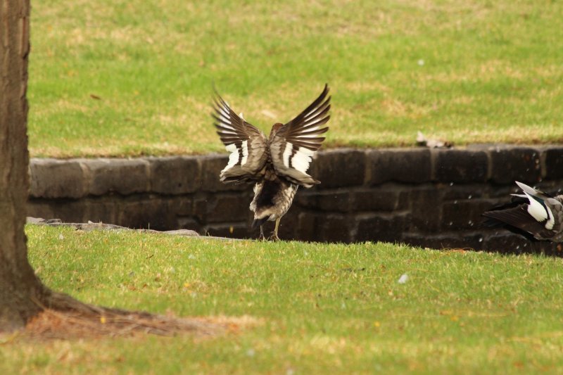 Melbourne - Australie - Avril 2018 (58) (Copier).JPG