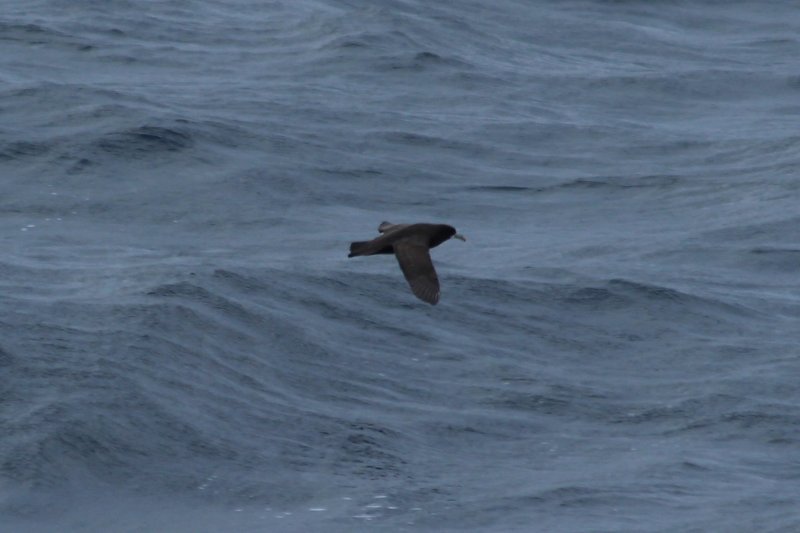 Atlantique Sud - Mai  2018 (6) (Copier).JPG