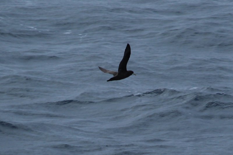 Atlantique Sud - Mai  2018 (7) (Copier).JPG