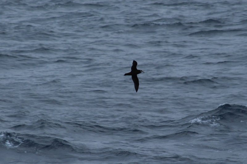 Atlantique Sud - Mai  2018 (8) (Copier).JPG