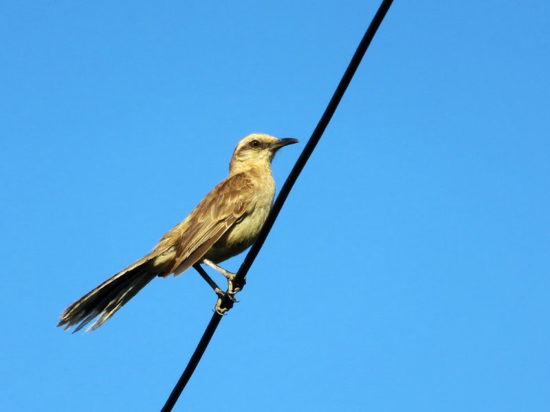 Moqueur IMG_0972.jpg